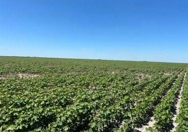 Sachayoj - Santiago del Estero - 563has /346has Limpias Agricolas