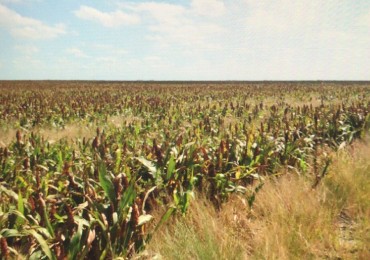 Bandera Santiago del Estero 430 Has Agricolas - Financiacion